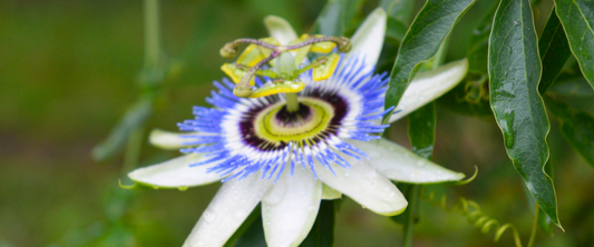 Gotas de Paz: El Arte de la Pasiflora