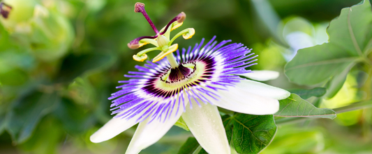 Drops of Peace: The Art of Passionflower