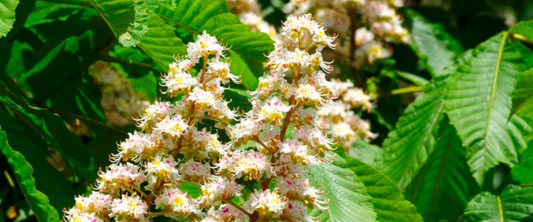 Remedies From My Ranch: The Power of Horse Chestnut